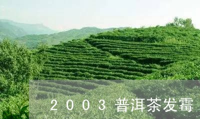 2003普洱茶发霉/2023091569523