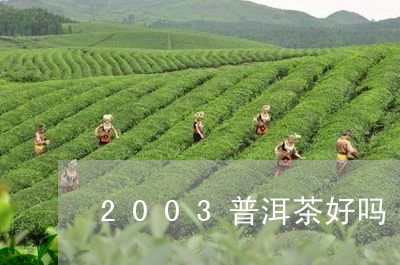 2003普洱茶好吗/2023070903068