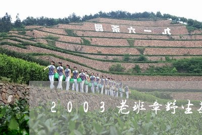 2003老班章野生茶/2023092404127