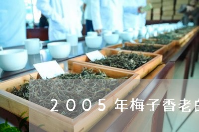 2005年梅子香老白茶/2023092493260