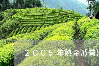 2005年熟金瓜普洱茶价格/2023052994736