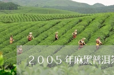 2005年麻黑普洱茶/2023100665949