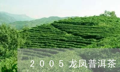 2005龙凤普洱茶/2023091496249