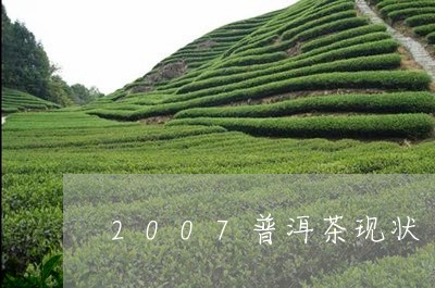 2007普洱茶现状/2023091415927