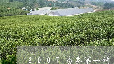 2007白茶第一饼/2023071351804