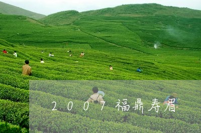 2007福鼎寿眉/2023090848461