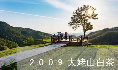 2009太姥山白茶/2023121354957