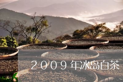 2009年冰岛白茶/2023121392614