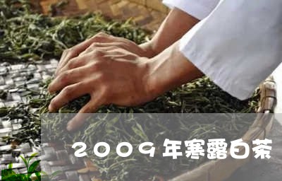 2009年寒露白茶/2023071351046