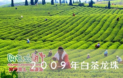 2009年白茶龙珠/2023121351683