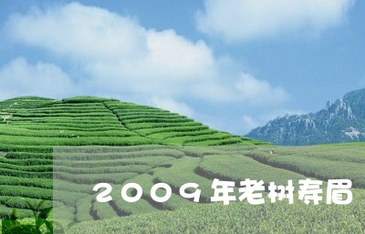 2009年老树寿眉/2023120446037