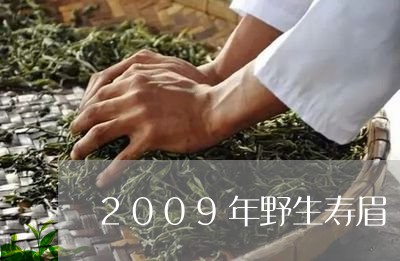 2009年野生寿眉/2023120477379