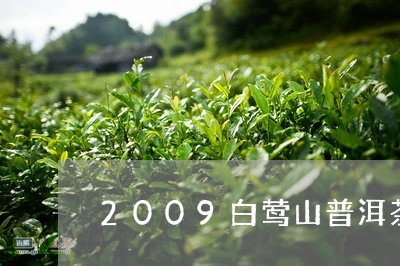 2009白莺山普洱茶/2023062518584