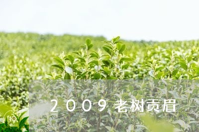 2009老树贡眉/2023090771683