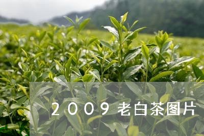 2009老白茶图片/2023071315170