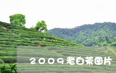 2009老白茶图片/2023121361615