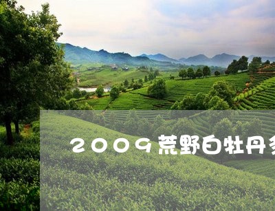 2009荒野白牡丹多钱/2023092581492