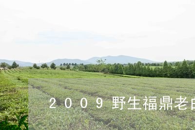 2009野生福鼎老白茶/2023092271614