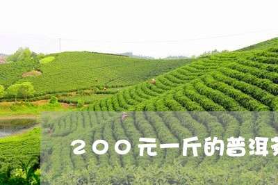 200元一斤的普洱茶/2023062171693