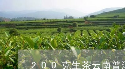 200克生茶云南普洱茶/2023120787150