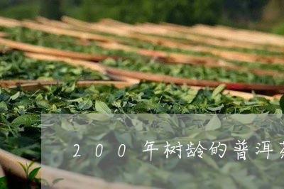 200年树龄的普洱茶/2023062501617