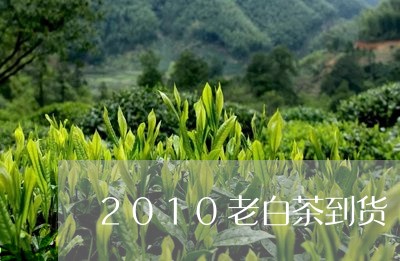 2010老白茶到货/2023121592707