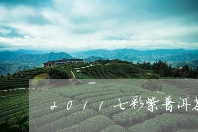 2011七彩紫普洱茶/2023093073138