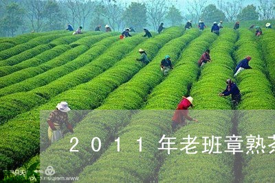 2011年老班章熟茶/2023092416481