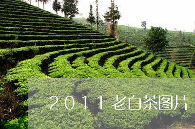 2011老白茶图片/2023121533825