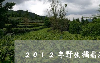 2012年野生福鼎老白茶/2023092607170