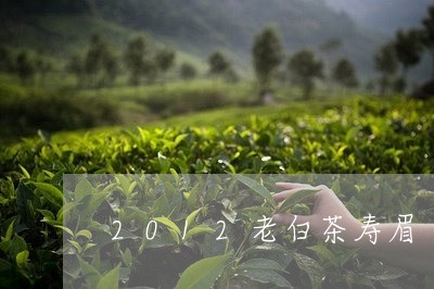 2012老白茶寿眉/2023091375949