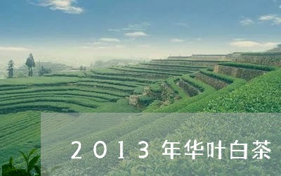 2013年华叶白茶/2023121582814