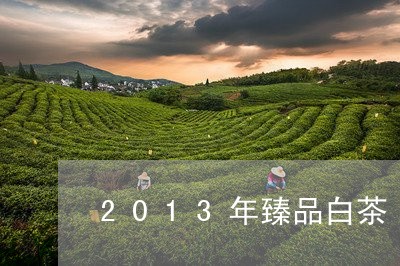 2013年臻品白茶/2023071399471