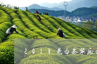 2013老白茶紧压白茶/2023111733758