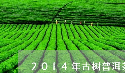 2014年古树普洱茶/2023100747471