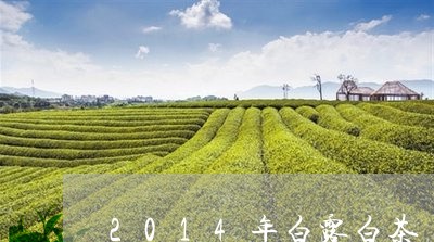 2014年白露白茶/2023071311792