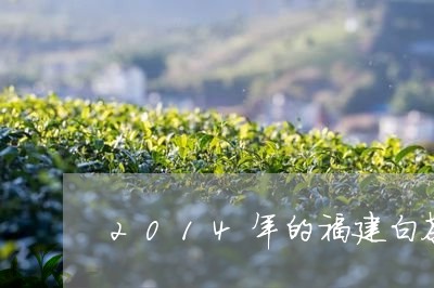 2014年的福建白茶/2023092067292