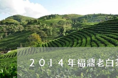 2014年福鼎老白茶寒露/2023092647350