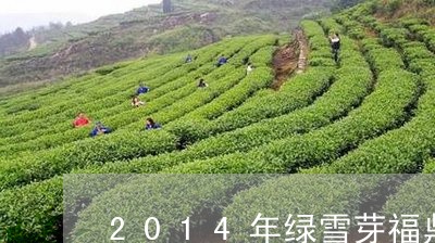 2014年绿雪芽福鼎白茶/2023062783957