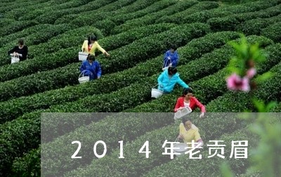 2014年老贡眉/2023112533735