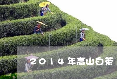 2014年高山白茶/2023071374037