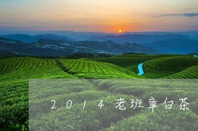 2014老班章白茶/2023042708360