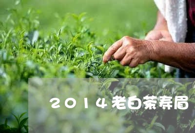 2014老白茶寿眉/2023120500605