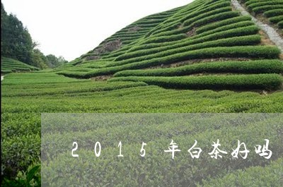 2015年白茶好吗/2023071358482