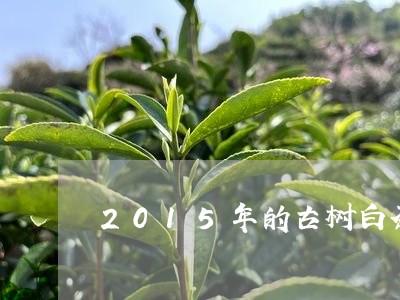 2015年的古树白茶/2023092794936