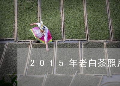 2015年老白茶照片/2023092718472