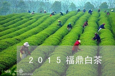 2015福鼎白茶/2023112612936