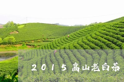 2015高山老白茶/2023071338260