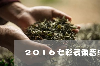 2016七彩云南普洱茶/2023122097252