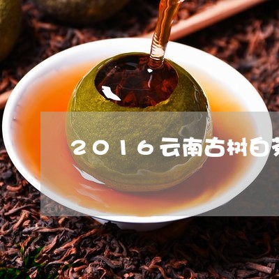 2016云南古树白茶/2023092701513